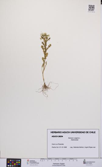 Senecio vulgaris [Espécimen: UCH:AGUCH:0028234]