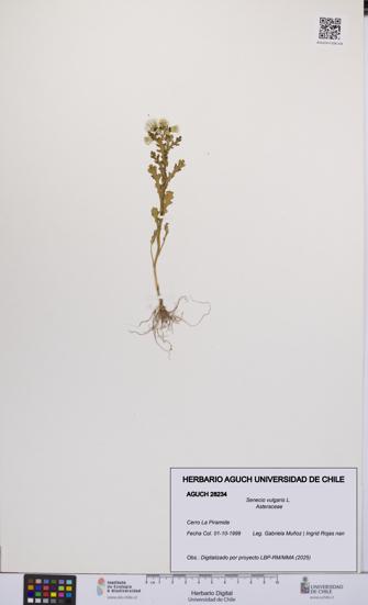 Senecio vulgaris [Espécimen: UCH:AGUCH:0028234]