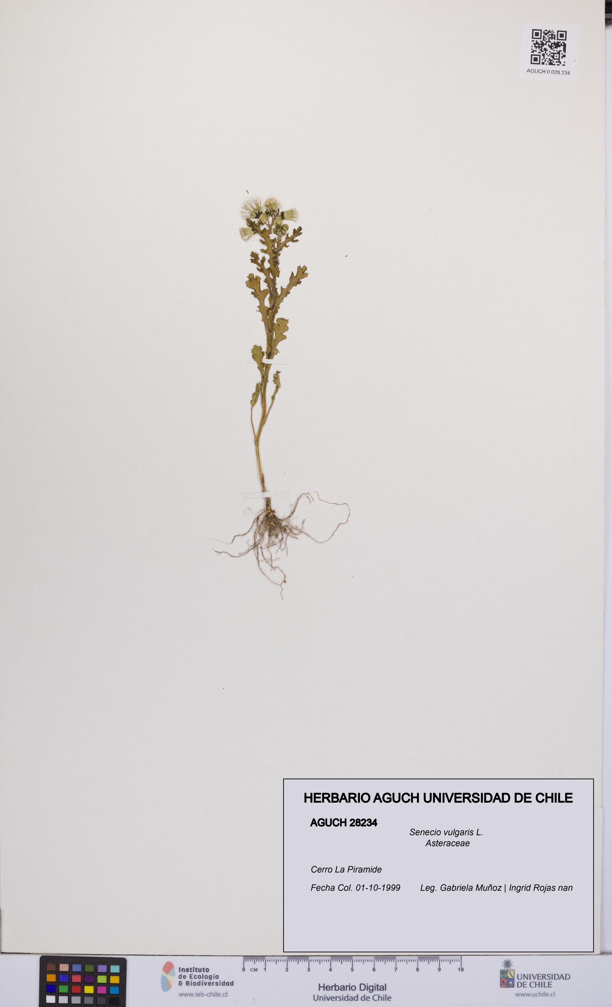 Senecio vulgaris [Espécimen: UCH:AGUCH:0028234]