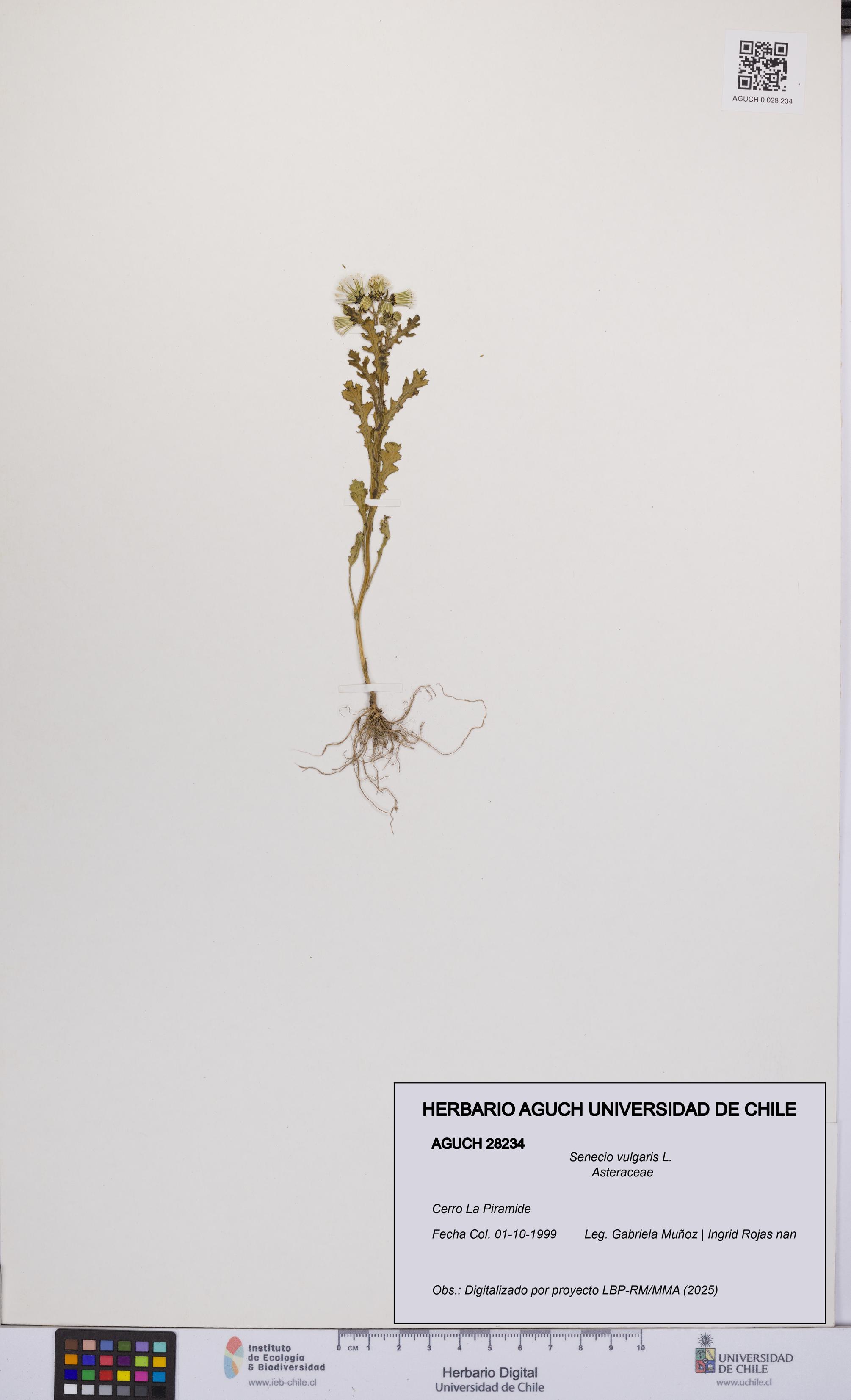Senecio vulgaris [Espécimen: UCH:AGUCH:0028234]