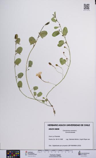 Convolvulus arvensis [Espécimen: UCH:AGUCH:0028239]