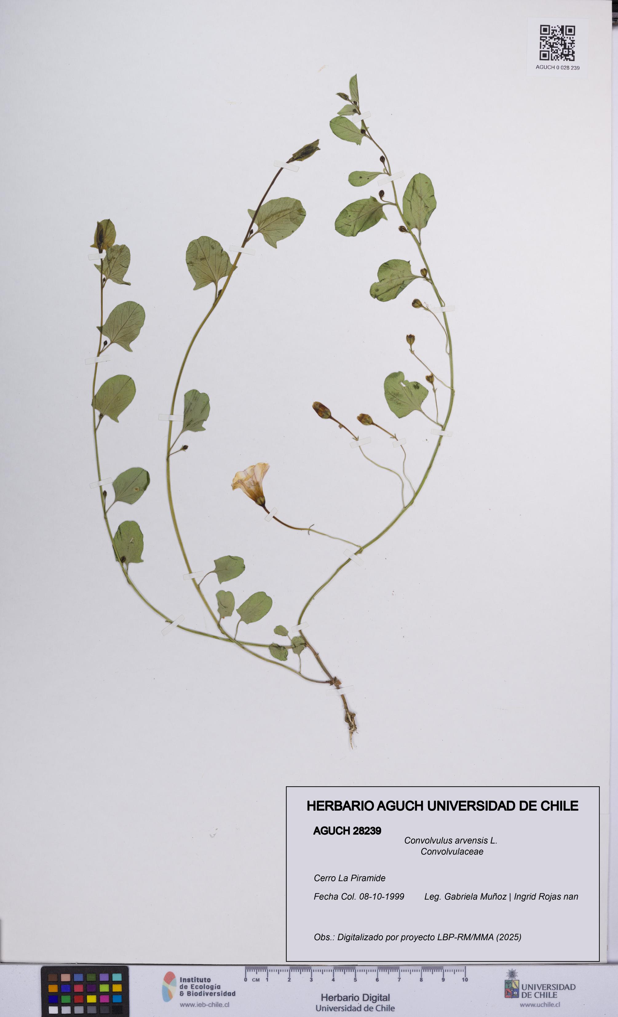 Convolvulus arvensis [Espécimen: UCH:AGUCH:0028239]