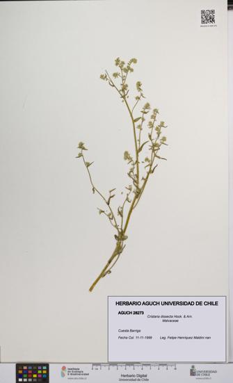 Cristaria dissecta [Espécimen: UCH:AGUCH:0028273]