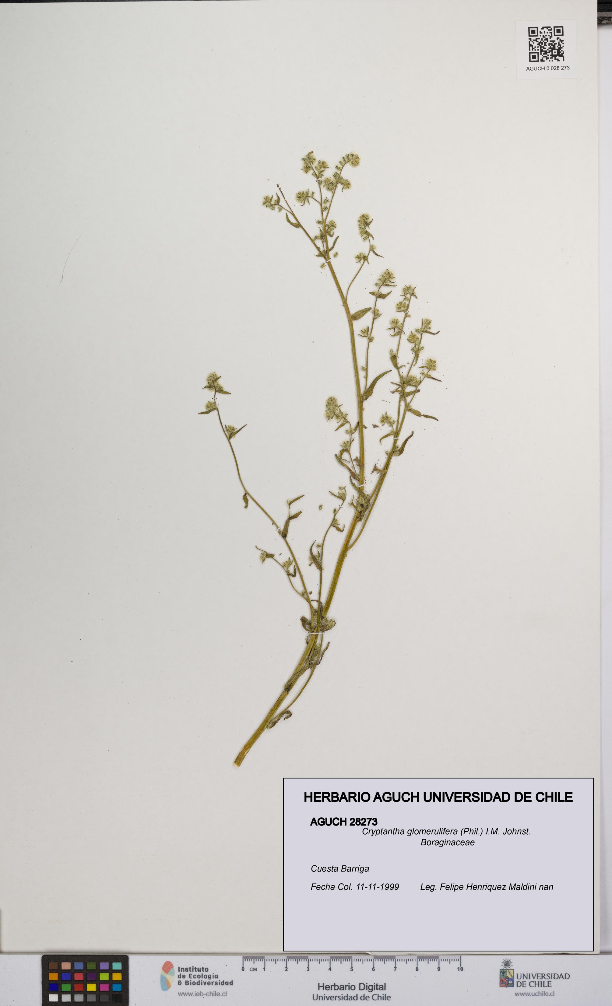 Cryptantha glomerulifera [Espécimen: UCH:AGUCH:0028273]