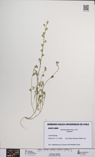 Adesmia tenella [Espécimen: UCH:AGUCH:0028281]