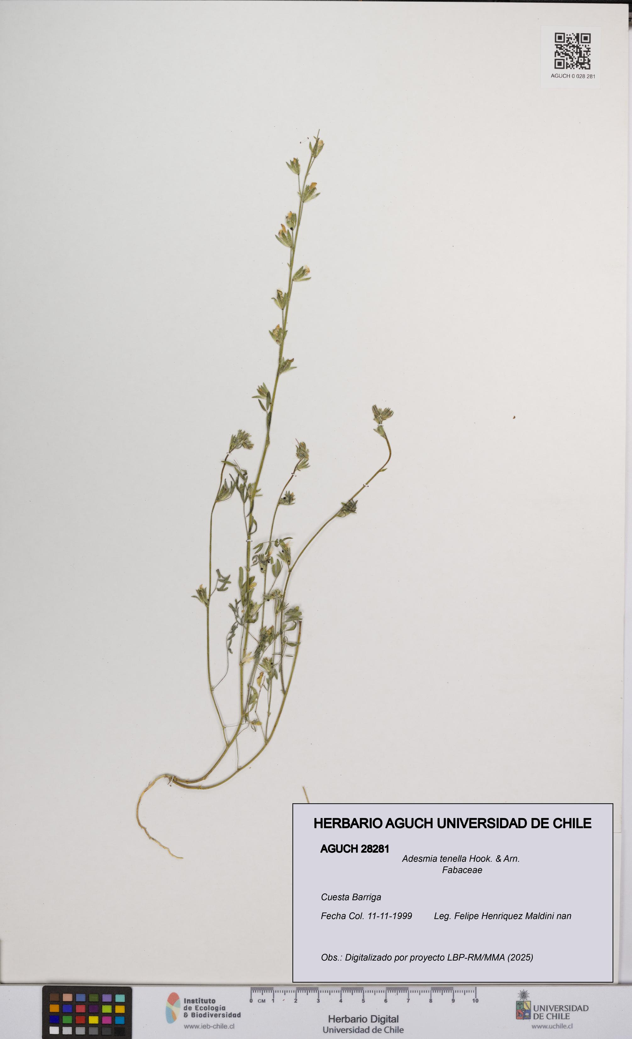 Adesmia tenella [Espécimen: UCH:AGUCH:0028281]