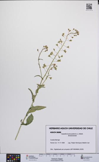 Capsella bursa-pastoris [Espécimen: UCH:AGUCH:0028282]