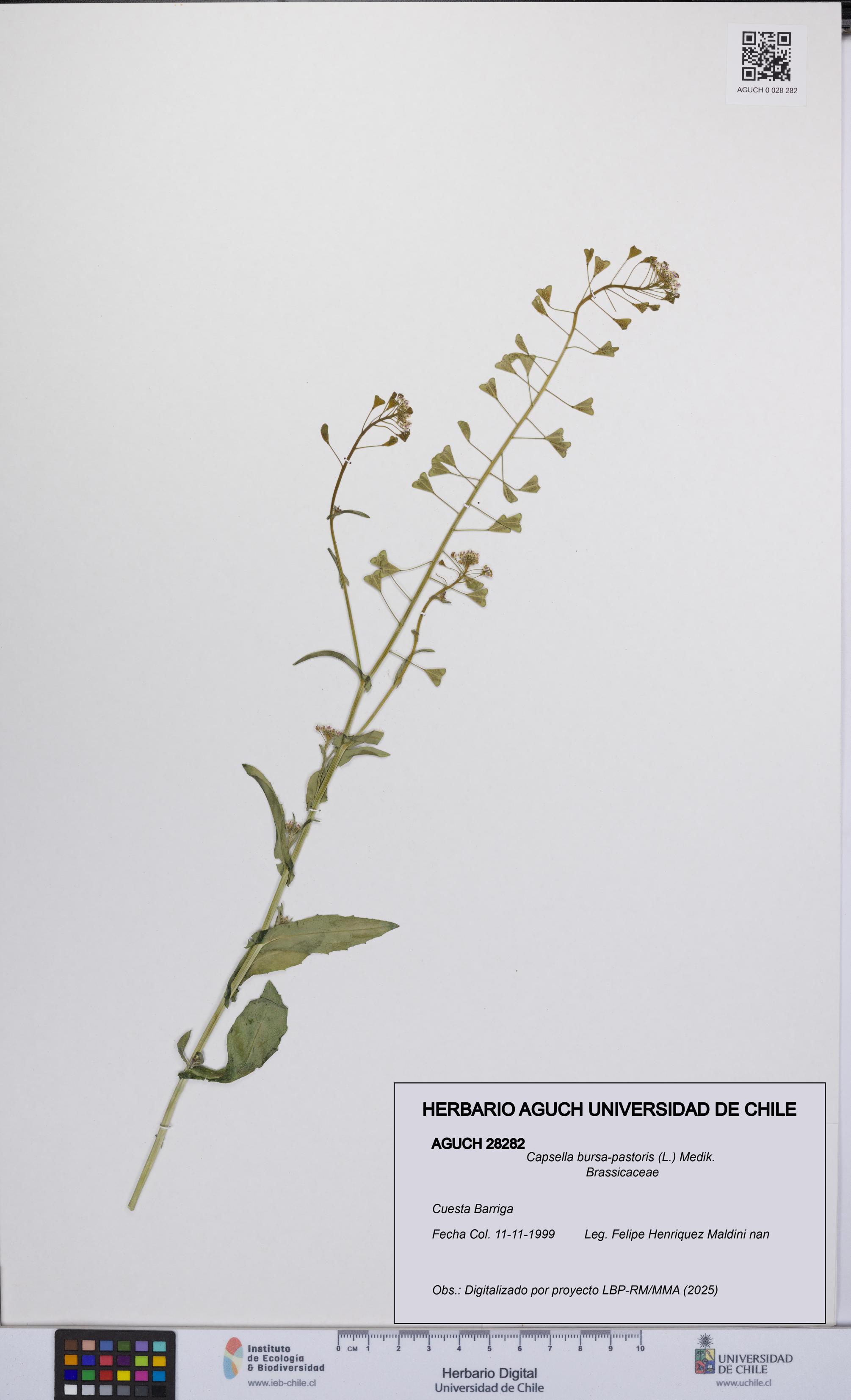 Capsella bursa-pastoris [Espécimen: UCH:AGUCH:0028282]