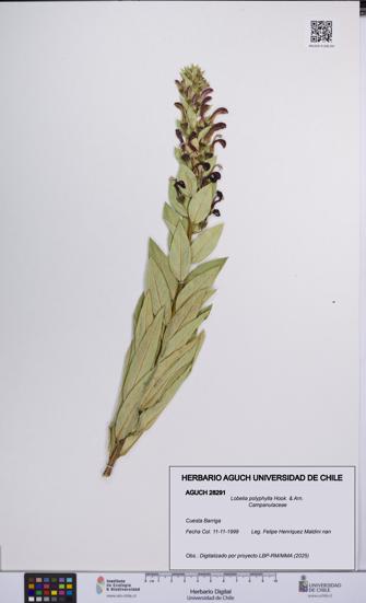 Lobelia polyphylla [Espécimen: UCH:AGUCH:0028291]