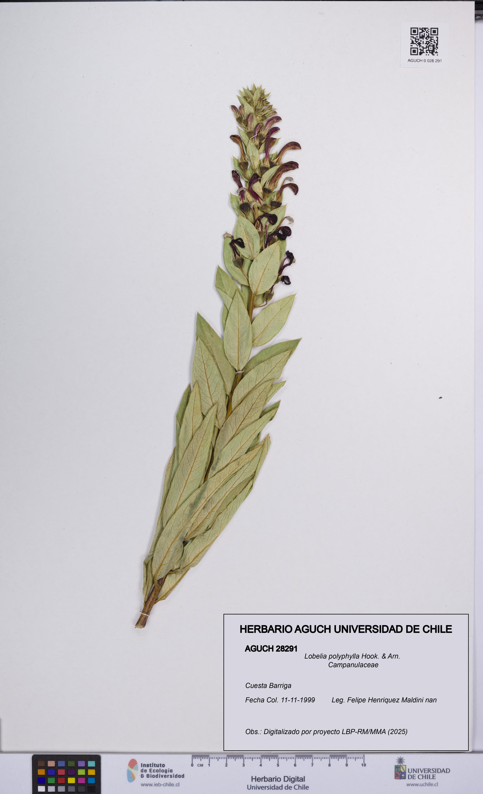 Lobelia polyphylla [Espécimen: UCH:AGUCH:0028291]