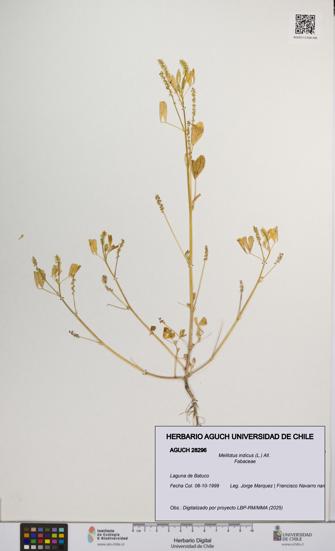 Melilotus indicus [Espécimen: UCH:AGUCH:0028296]