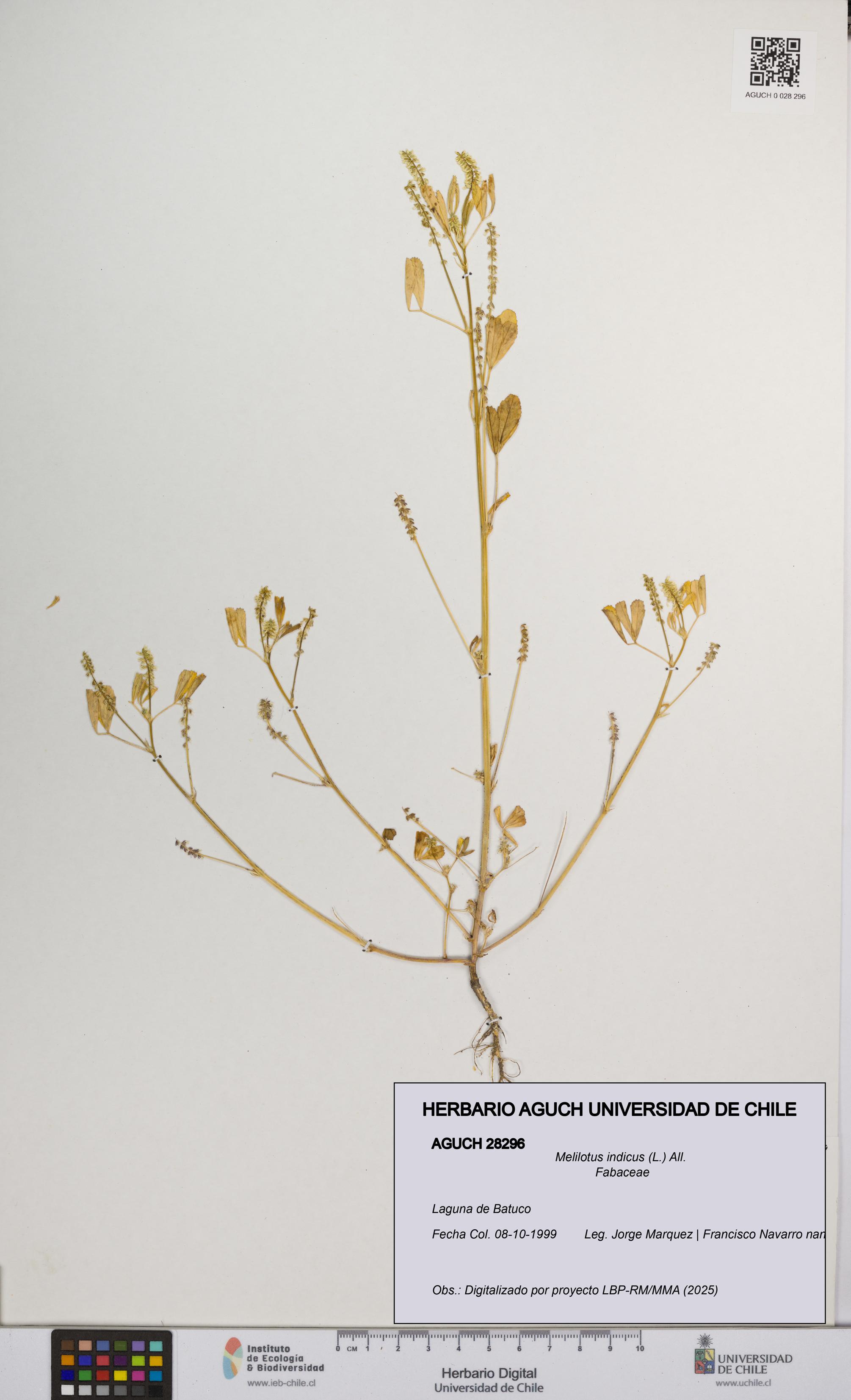 Melilotus indicus [Espécimen: UCH:AGUCH:0028296]