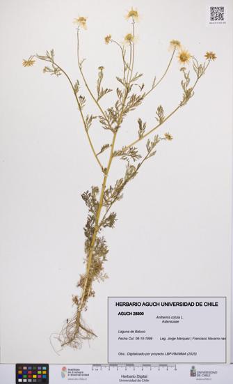 Anthemis cotula [Espécimen: UCH:AGUCH:0028300]