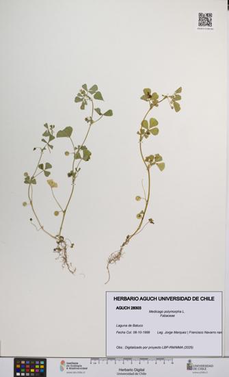 Medicago polymorpha [Espécimen: UCH:AGUCH:0028303]