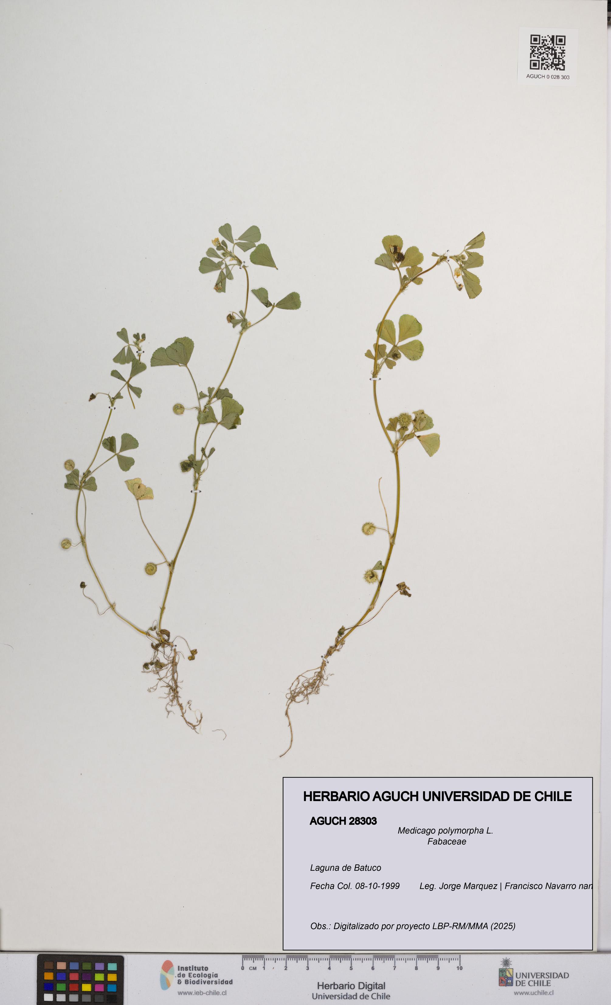 Medicago polymorpha [Espécimen: UCH:AGUCH:0028303]