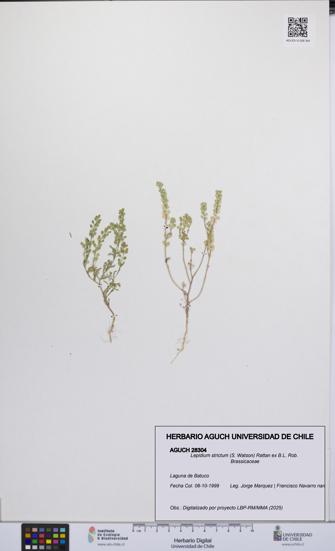 Lepidium strictum [Espécimen: UCH:AGUCH:0028304]