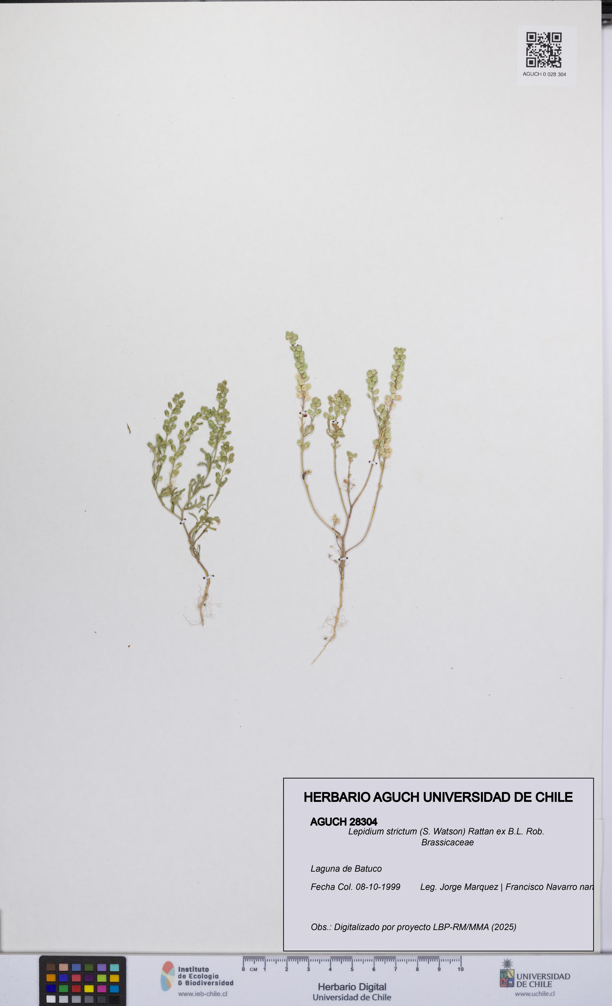 Lepidium strictum [Espécimen: UCH:AGUCH:0028304]