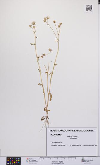 Senecio vulgaris [Espécimen: UCH:AGUCH:0028306]