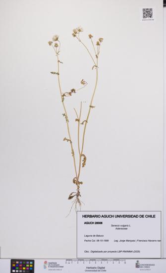 Senecio vulgaris [Espécimen: UCH:AGUCH:0028306]