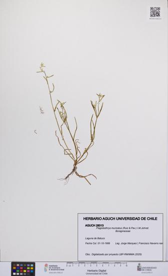 Plagiobothrys muricatus [Espécimen: ]