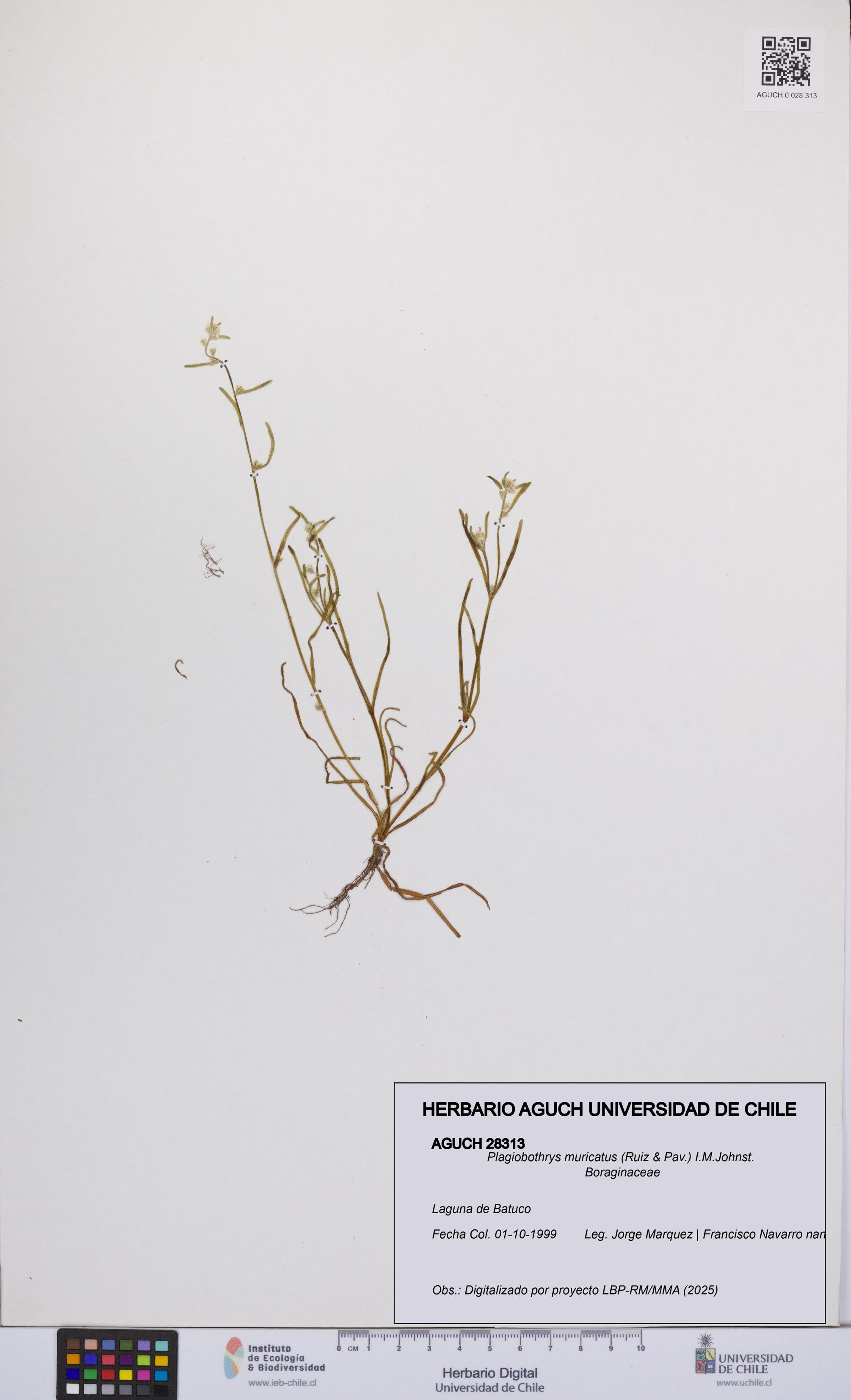 Plagiobothrys muricatus [Espécimen: ]