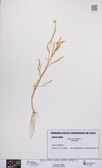 Cotula coronopifolia [Espécimen: UCH:AGUCH:0028320]