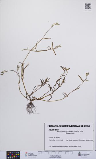 Plagiobothrys procumbens [Espécimen: UCH:AGUCH:0028321]