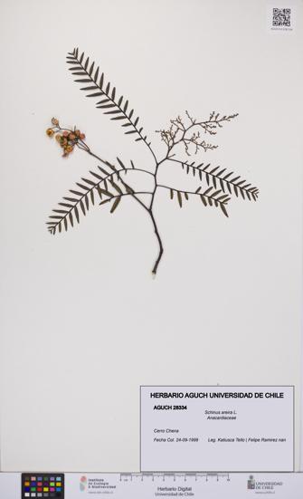Schinus areira [Espécimen: UCH:AGUCH:0028334]