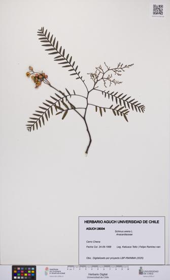 Schinus areira [Espécimen: UCH:AGUCH:0028334]