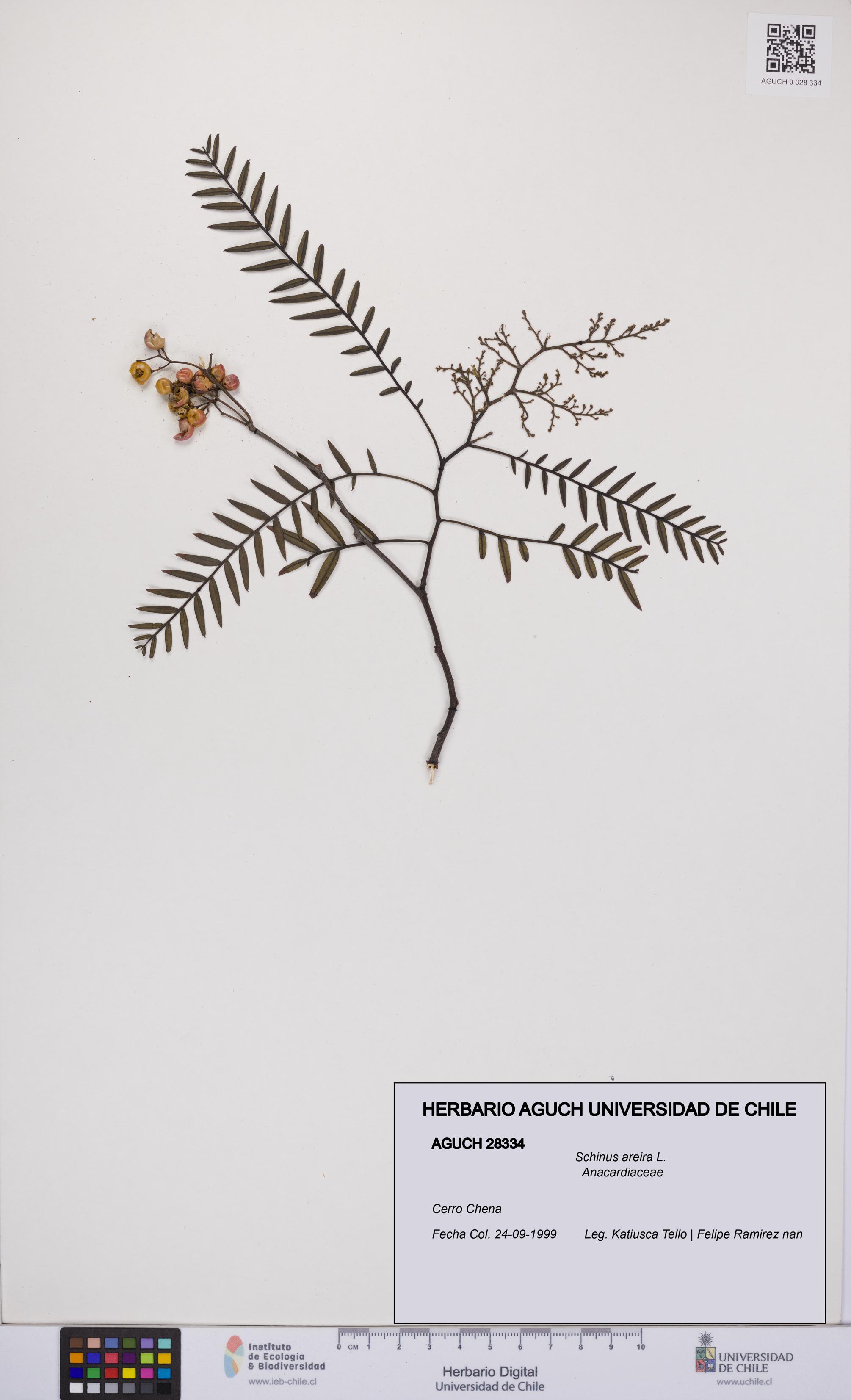 Schinus areira [Espécimen: UCH:AGUCH:0028334]