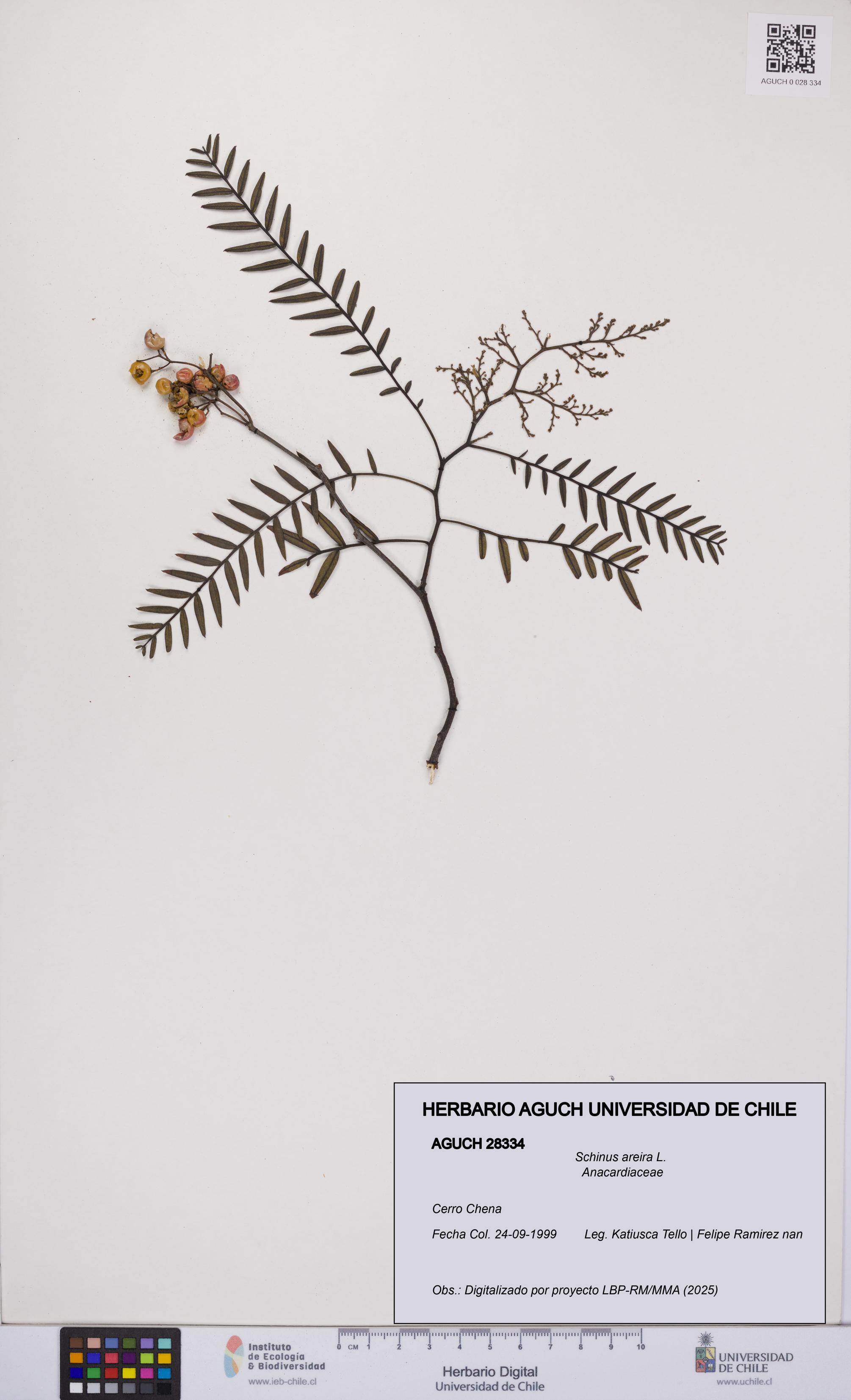 Schinus areira [Espécimen: UCH:AGUCH:0028334]