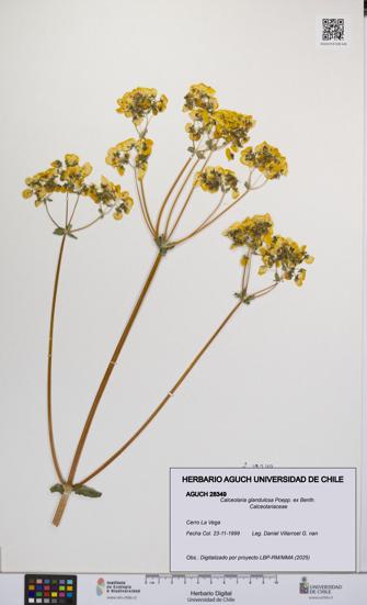 Calceolaria glandulosa [Espécimen: UCH:AGUCH:0028349]