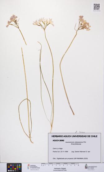 Leucocoryne violacescens [Espécimen: UCH:AGUCH:0028362]