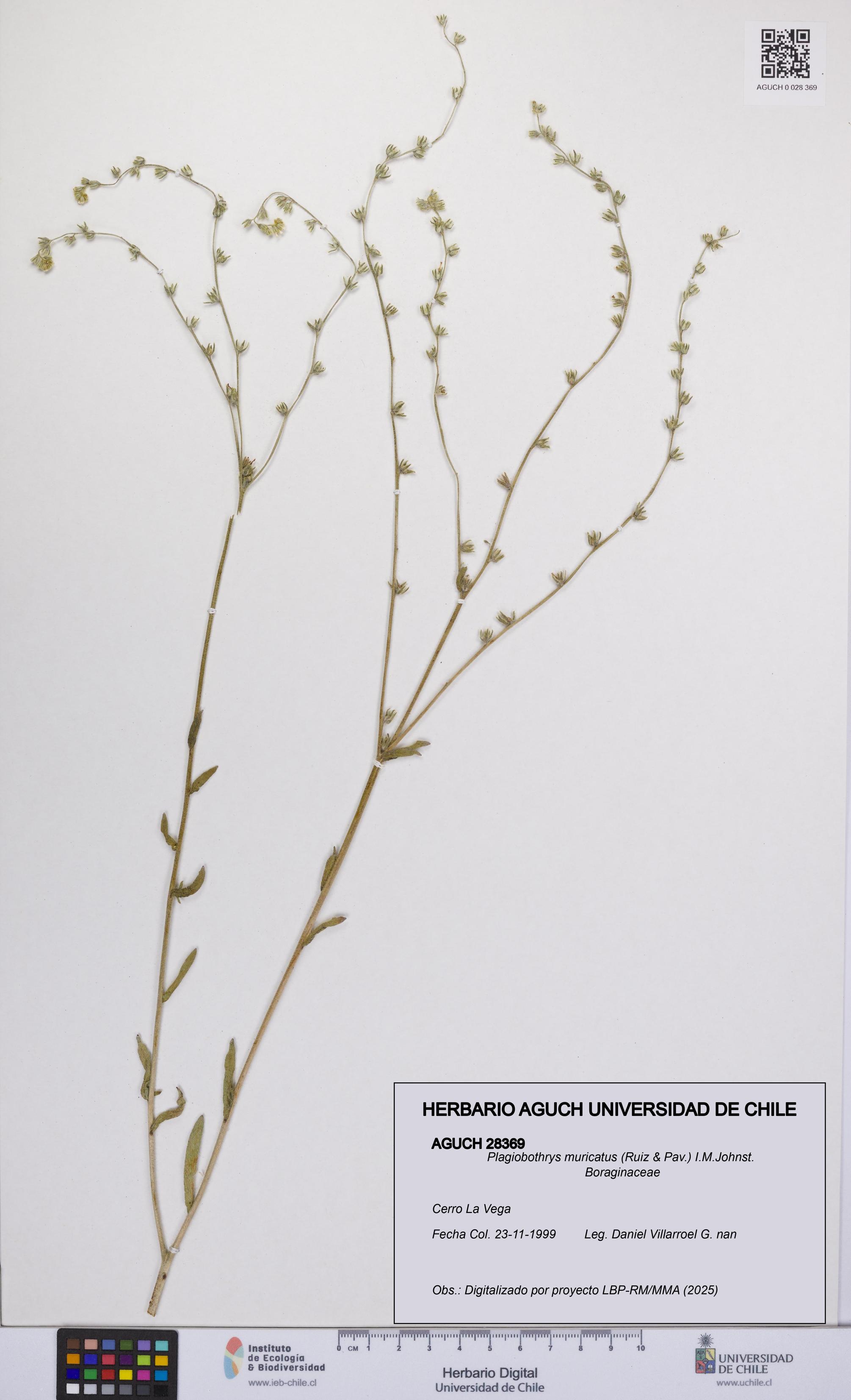 Plagiobothrys muricatus [Espécimen: ]