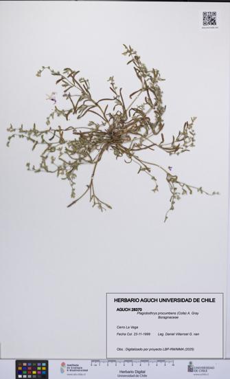 Plagiobothrys procumbens [Espécimen: UCH:AGUCH:0028370]