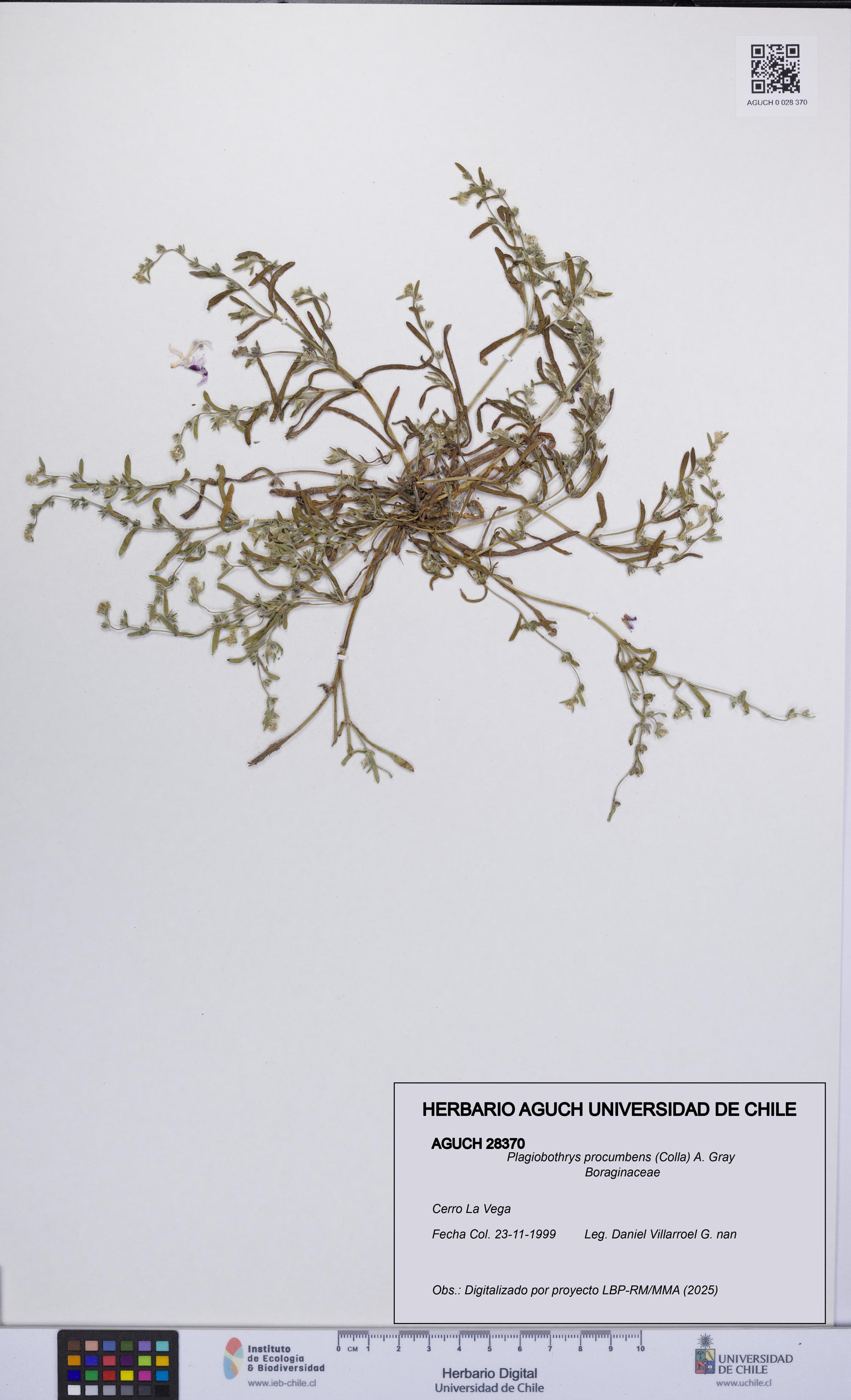 Plagiobothrys procumbens [Espécimen: UCH:AGUCH:0028370]