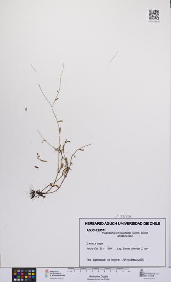 Plagiobothrys myosotoides [Espécimen: UCH:AGUCH:0028371]