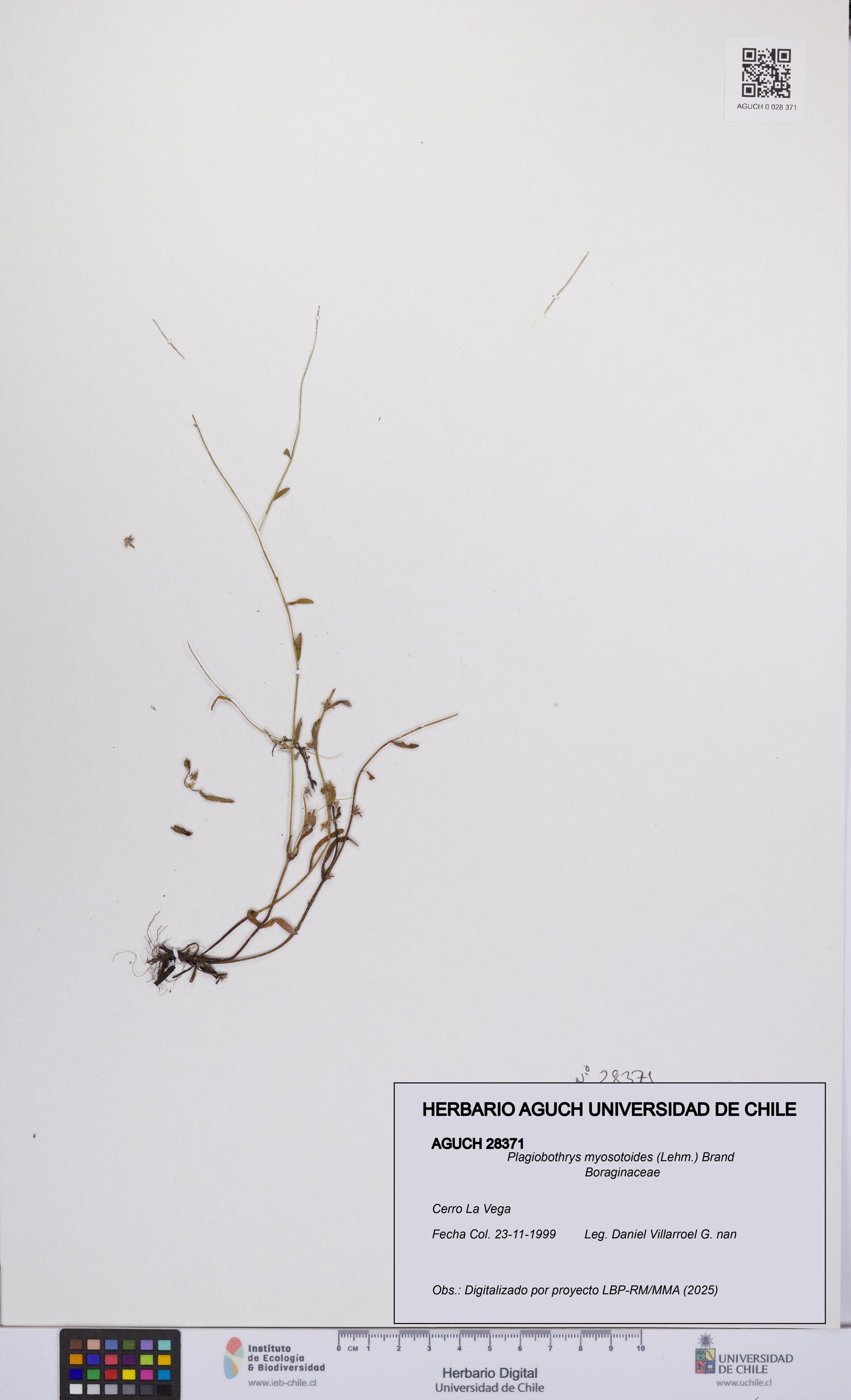 Plagiobothrys myosotoides [Espécimen: UCH:AGUCH:0028371]