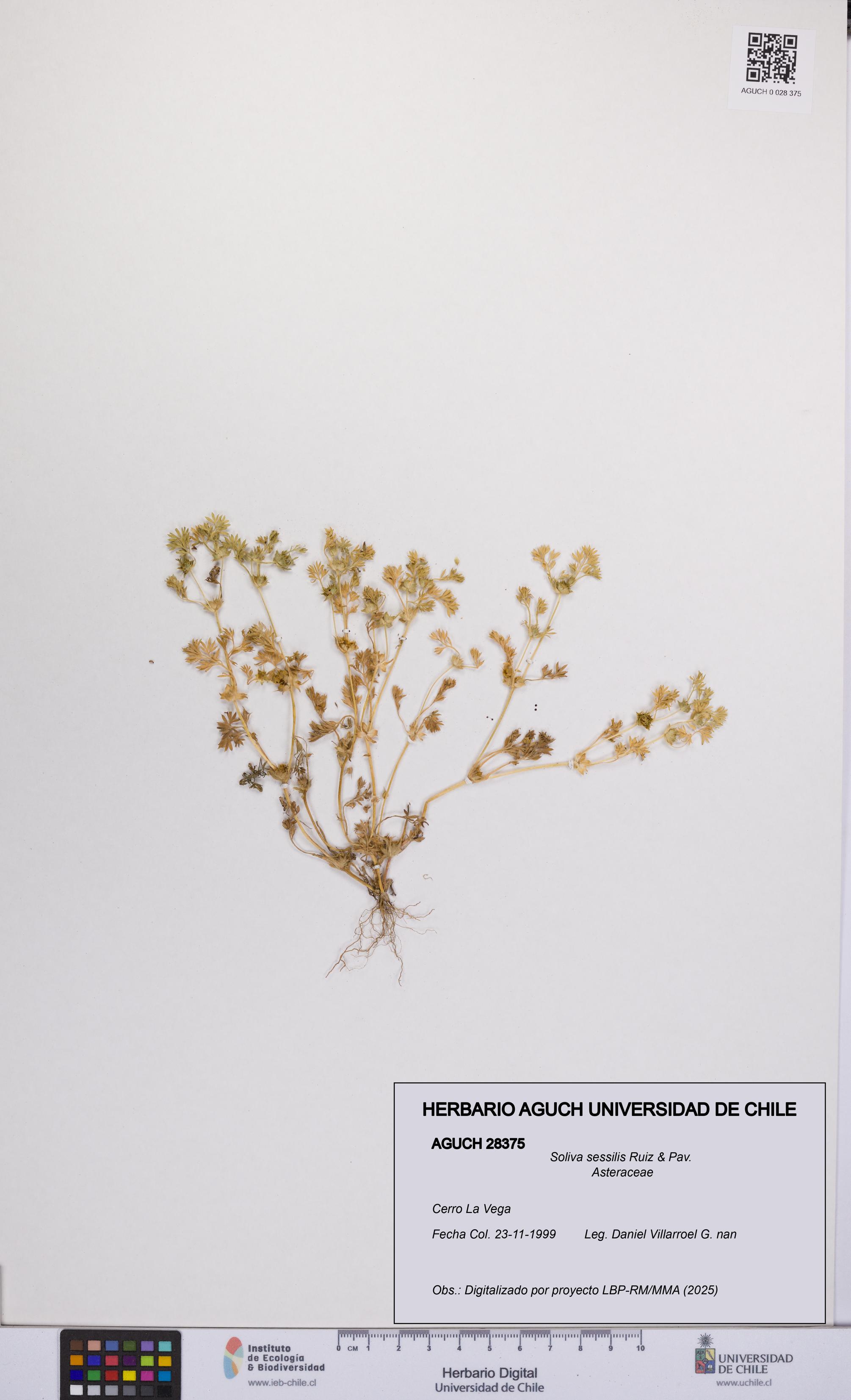 Soliva sessilis [Espécimen: UCH:AGUCH:0028375]