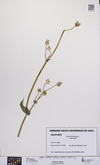 Sonchus oleraceus [Espécimen: UCH:AGUCH:0028376]