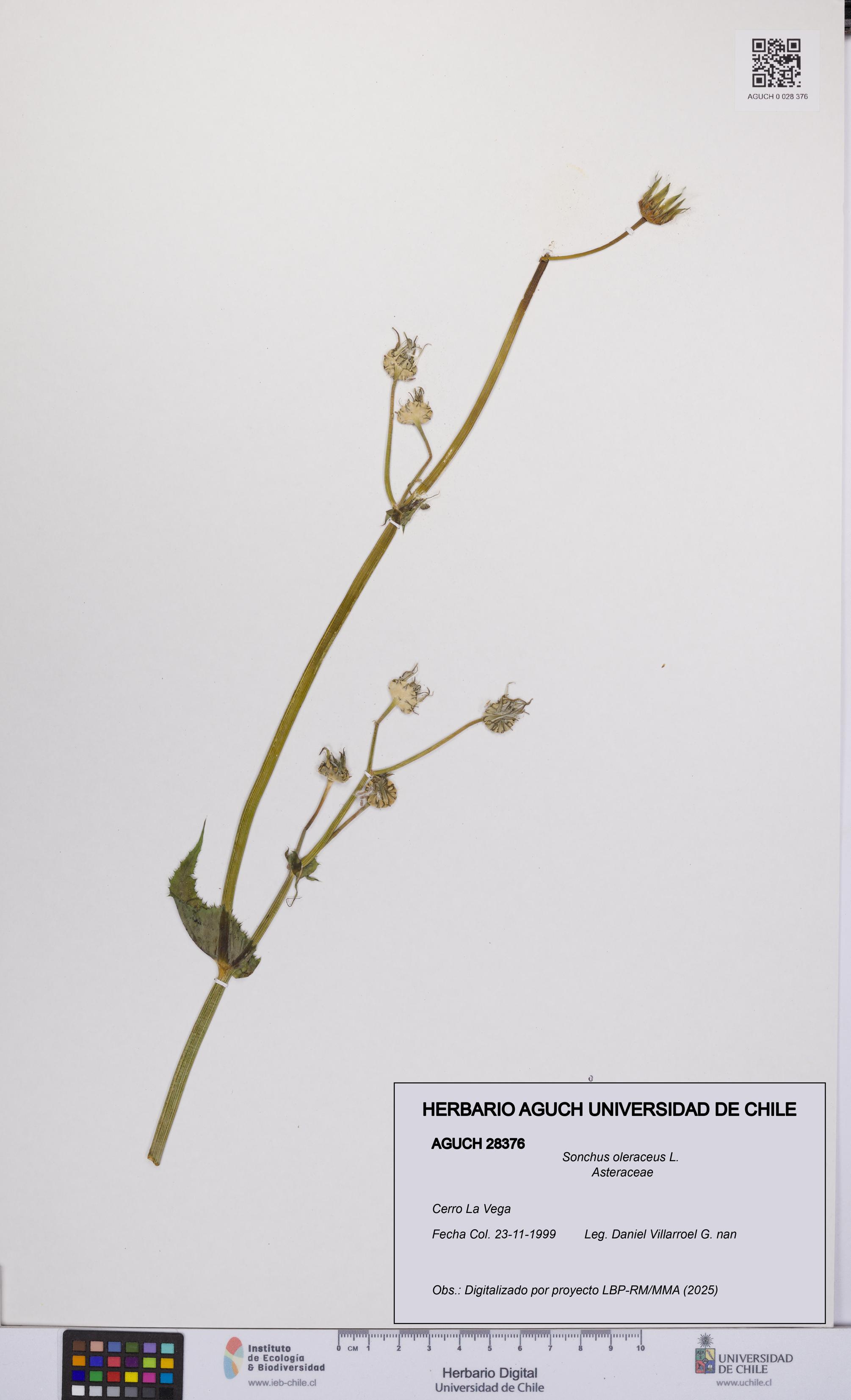 Sonchus oleraceus [Espécimen: UCH:AGUCH:0028376]
