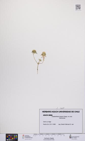 Chaetanthera linearis [Espécimen: UCH:AGUCH:0028384]