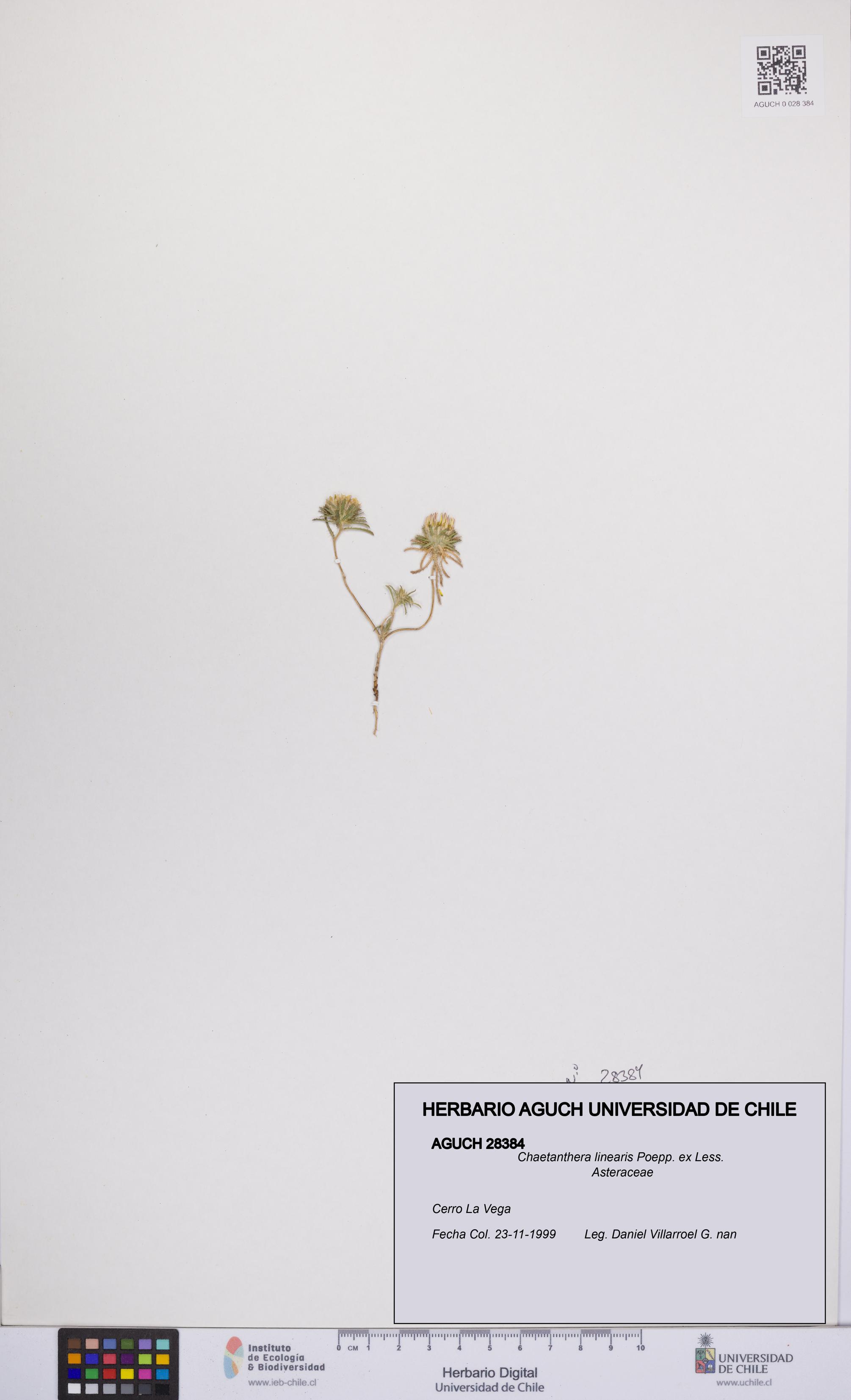 Chaetanthera linearis [Espécimen: UCH:AGUCH:0028384]