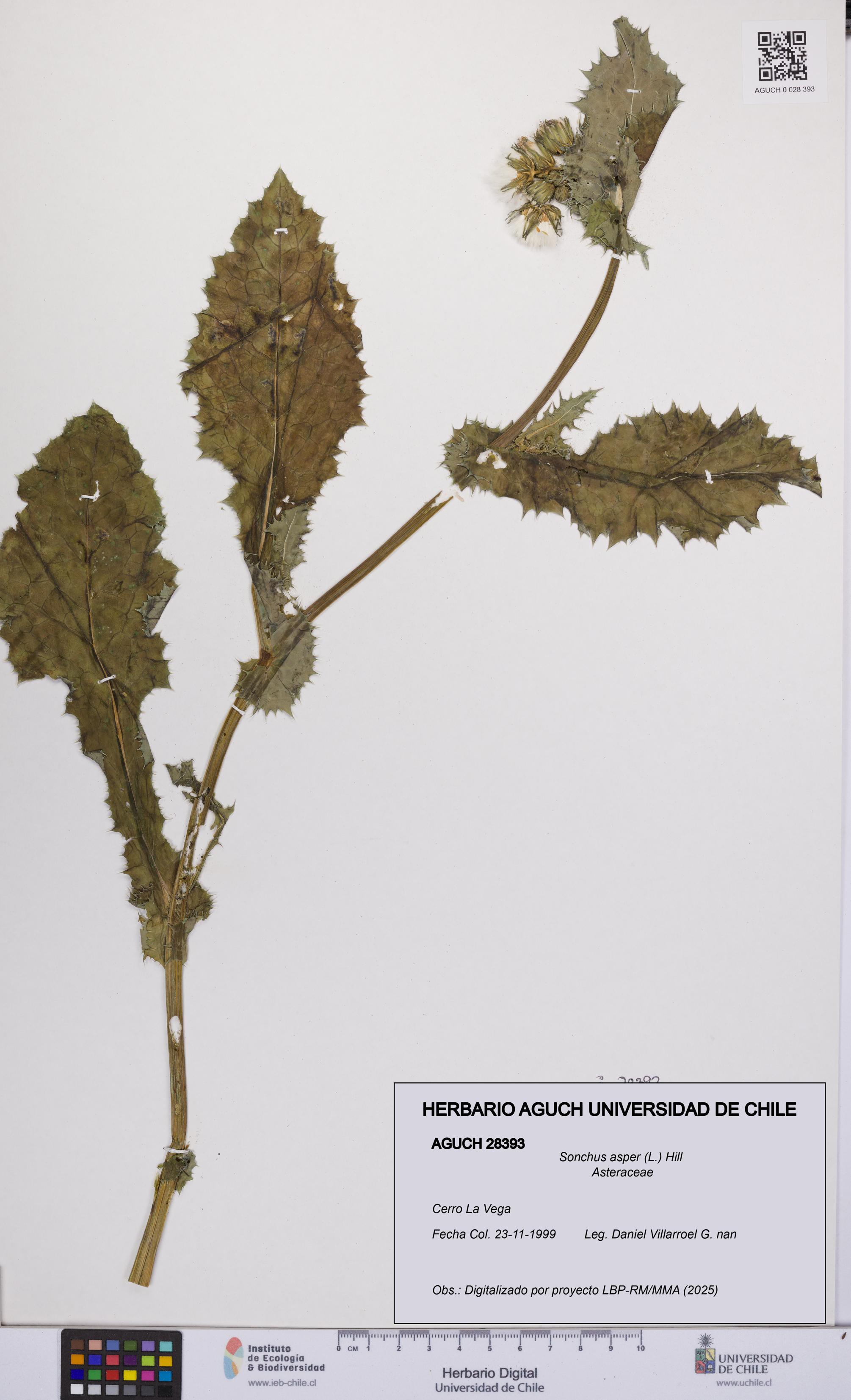 Sonchus asper [Espécimen: UCH:AGUCH:0028393]