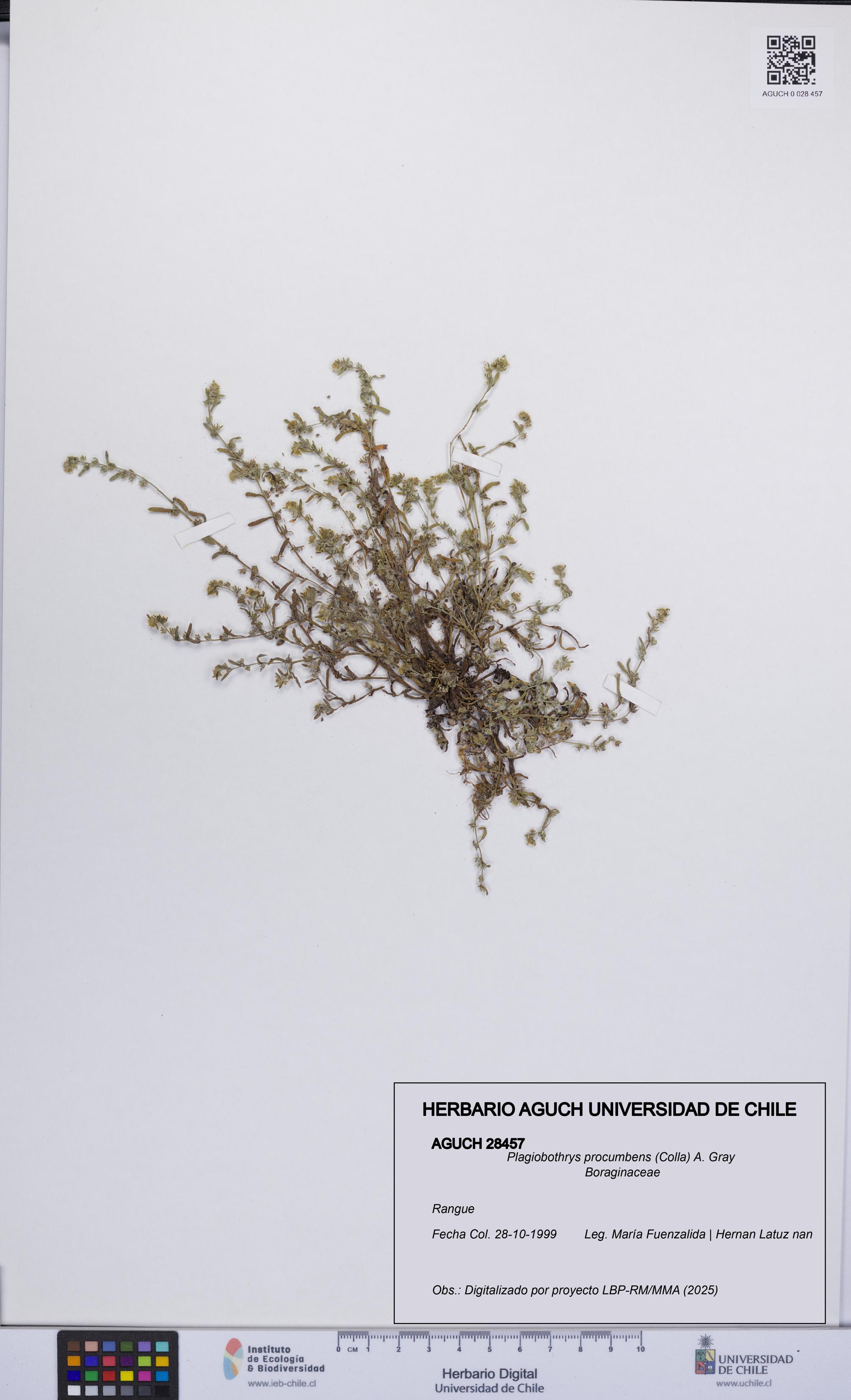 Plagiobothrys procumbens [Espécimen: UCH:AGUCH:0028457]