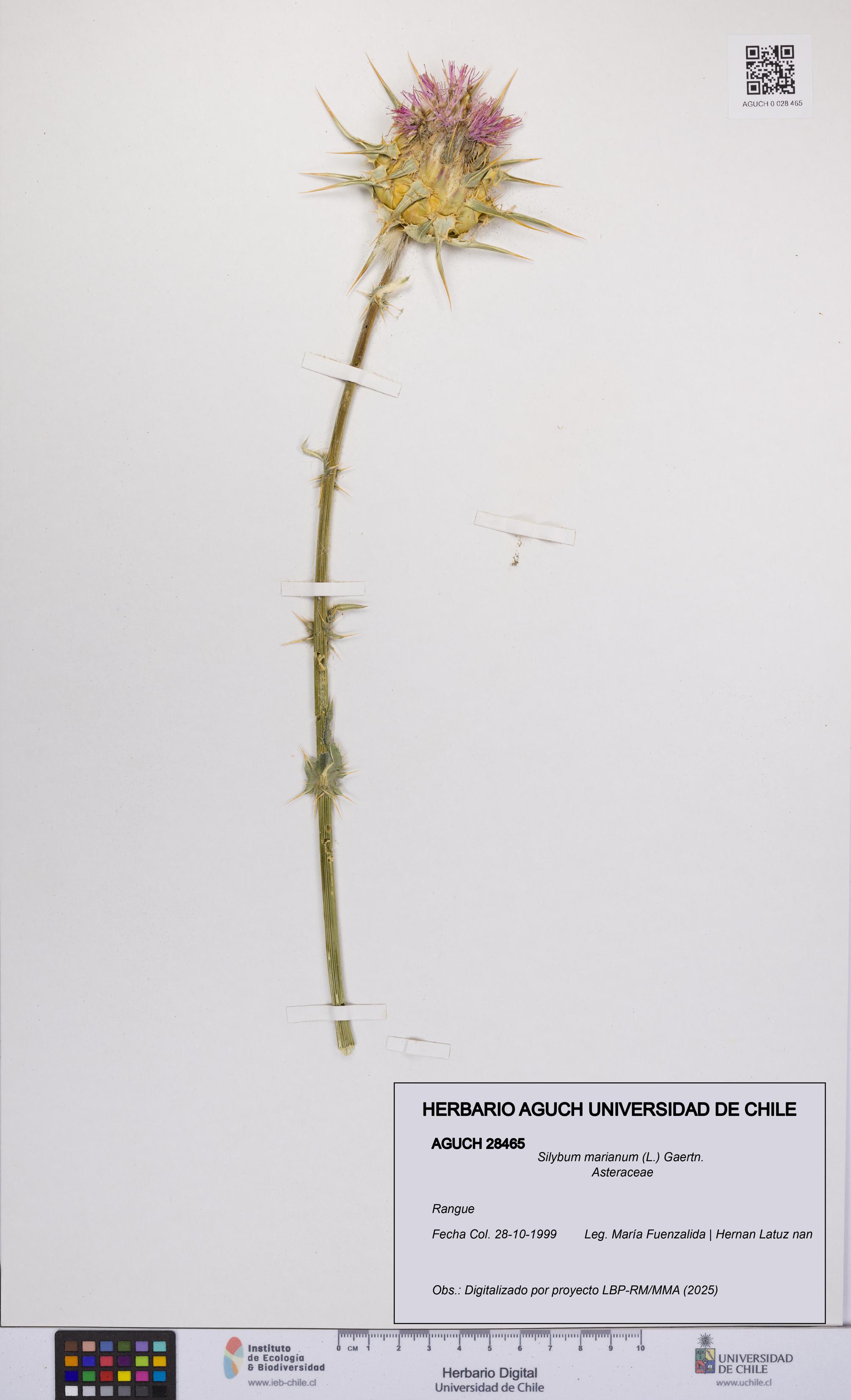 Silybum marianum [Espécimen: UCH:AGUCH:0028465]