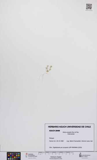 Soliva sessilis [Espécimen: UCH:AGUCH:0028468]