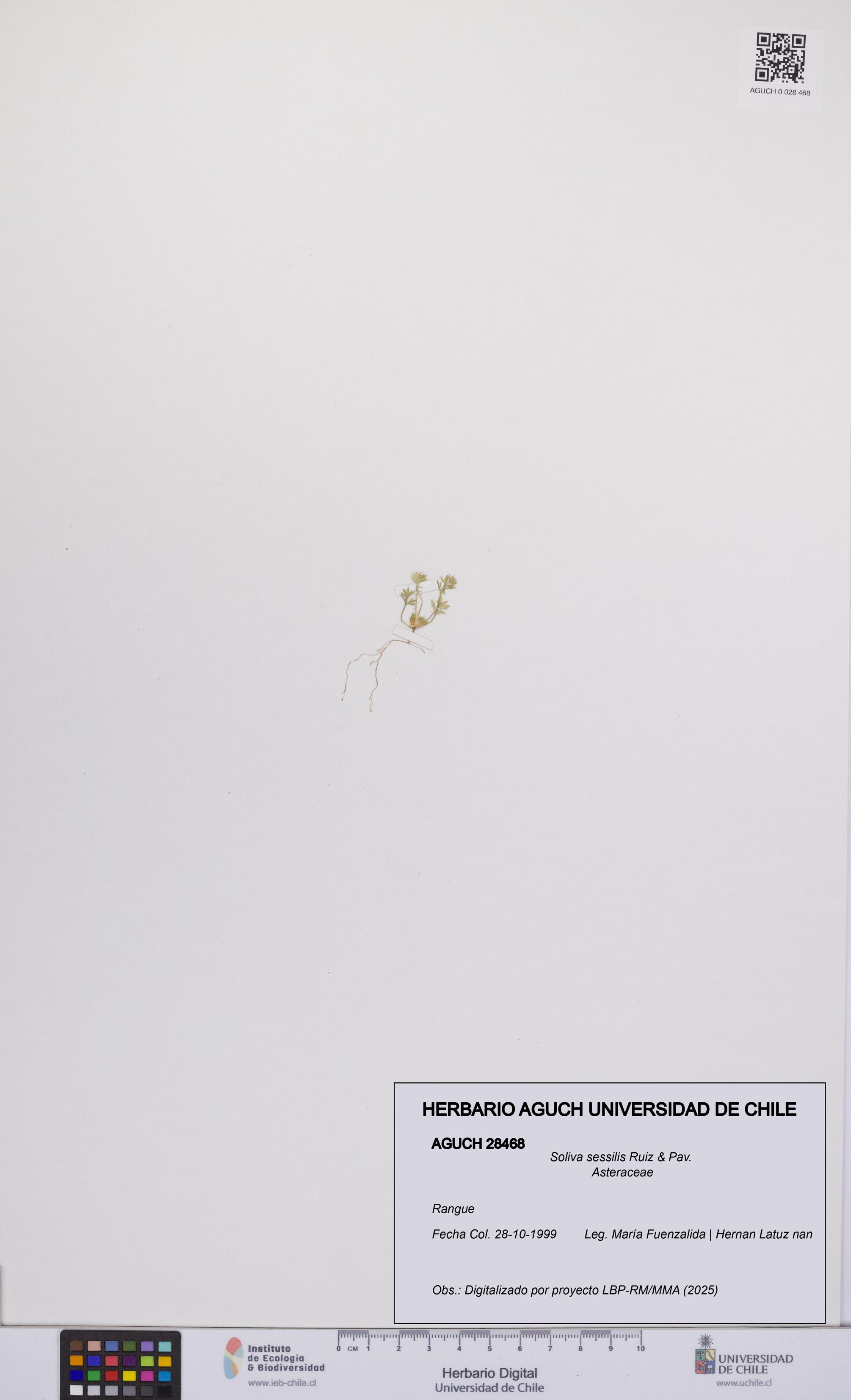 Soliva sessilis [Espécimen: UCH:AGUCH:0028468]