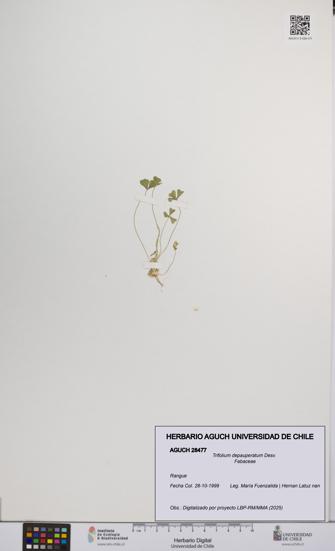 Trifolium depauperatum [Espécimen: UCH:AGUCH:0028477]