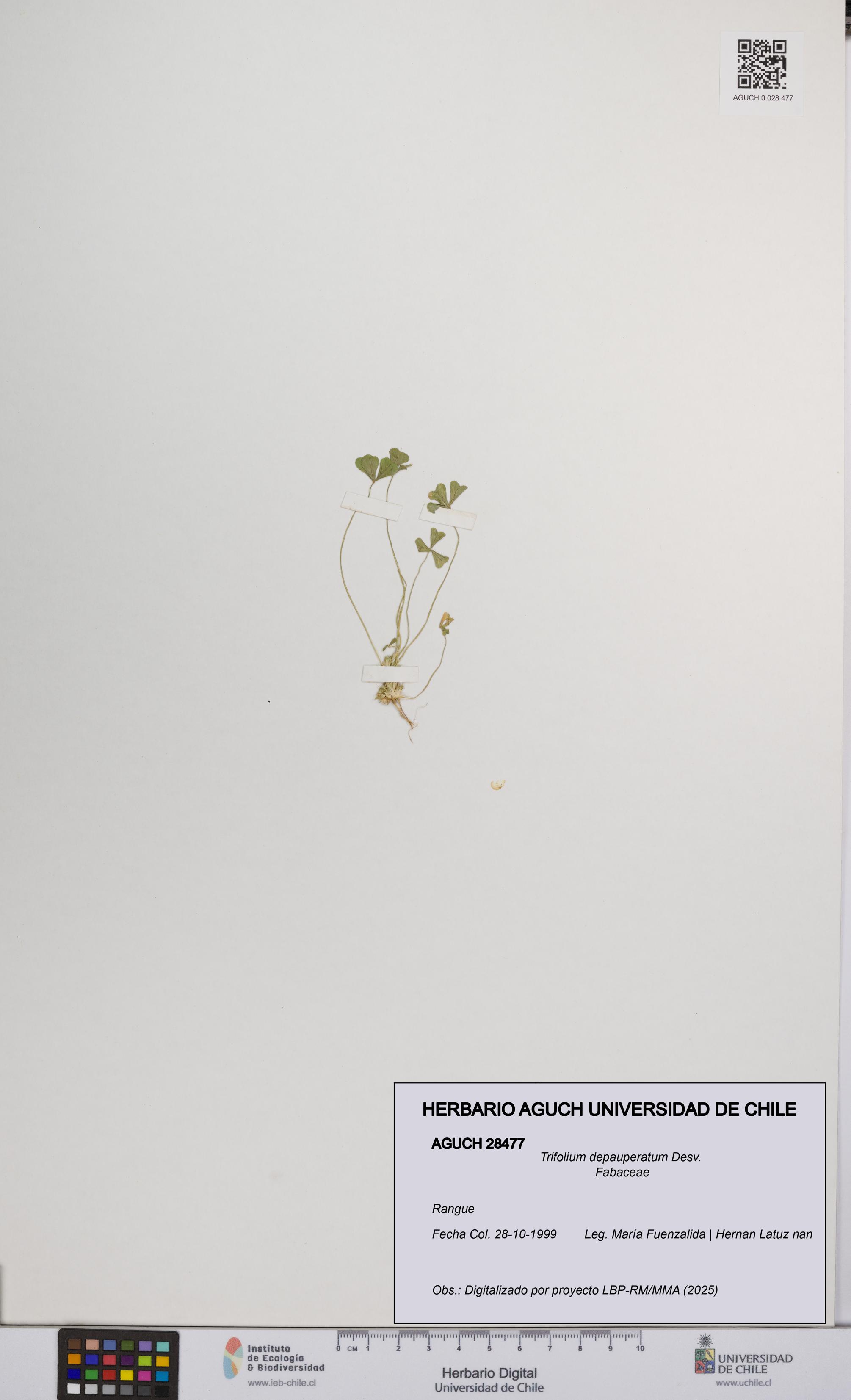 Trifolium depauperatum [Espécimen: UCH:AGUCH:0028477]